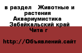  в раздел : Животные и растения » Аквариумистика . Забайкальский край,Чита г.